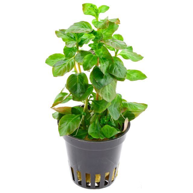 ludwigia ovalis rytir