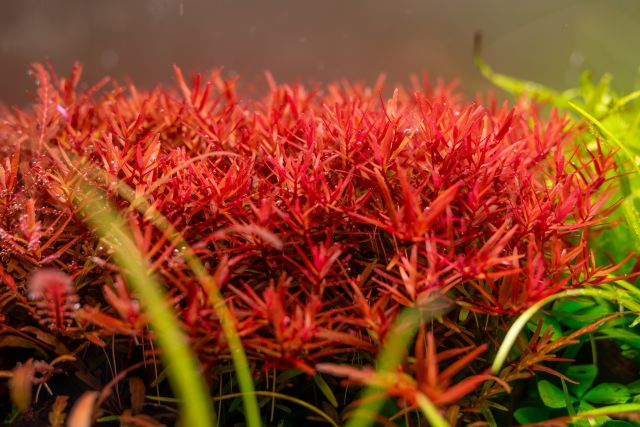 aquatic plants