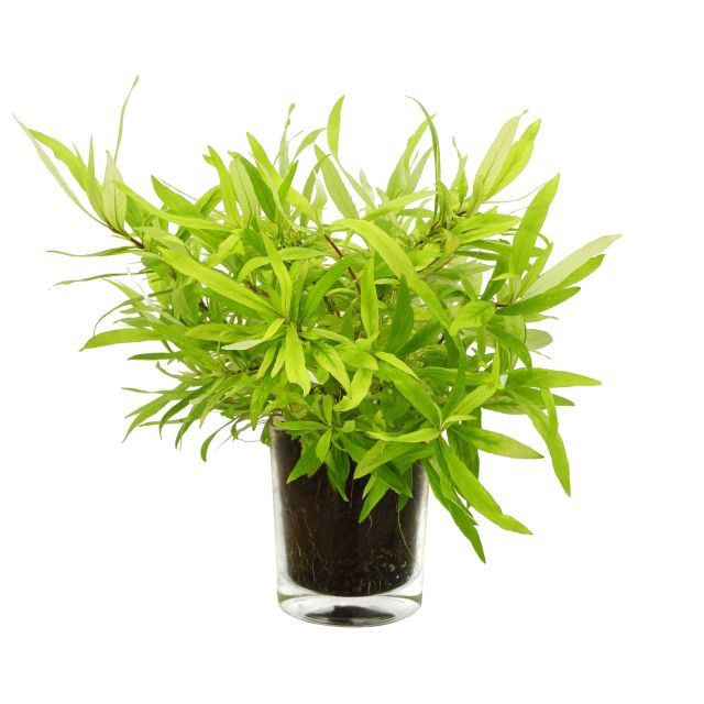 Hygrophila corymbosa 'Siamensis 53B'