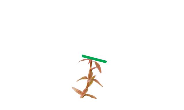 Rotala ohne Kopfsteckling