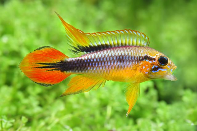 Apistogramma