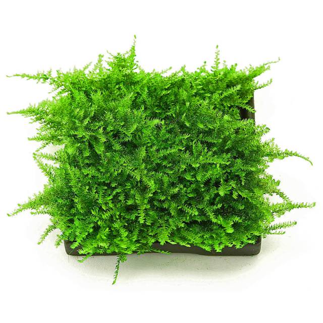 moss on a pad