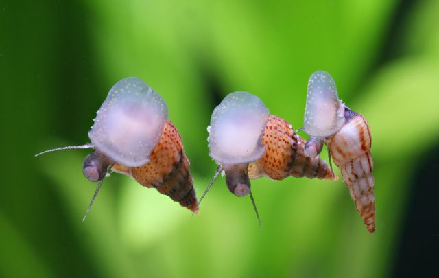 Stachelige Turmdeckelschnecke