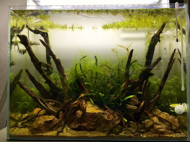 Algen in der Startphase.