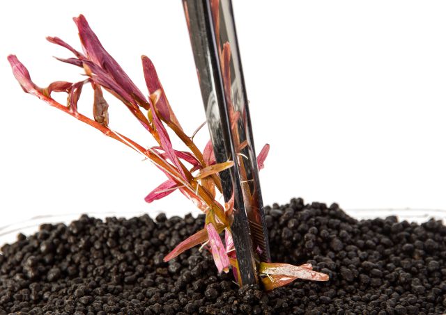 Planting a stem plant with the help of a pair of tweezers