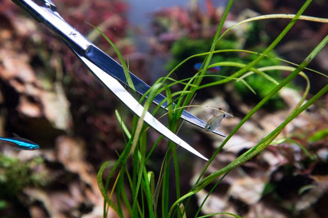 trimming offshoots