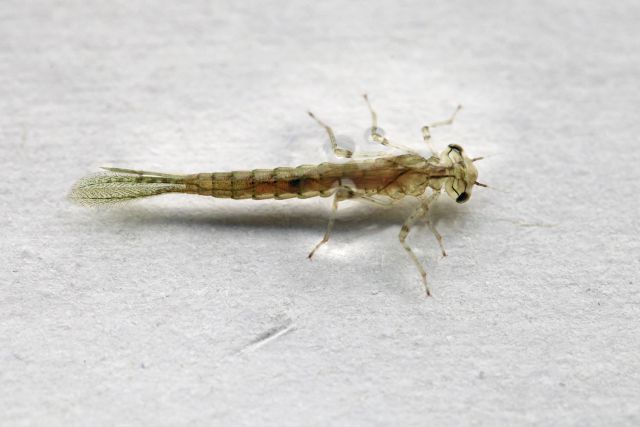 a ferocious dragonfly larva