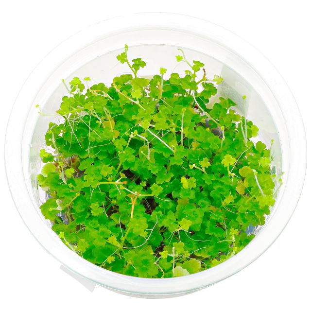 Hydrocotyle cf. tripartita