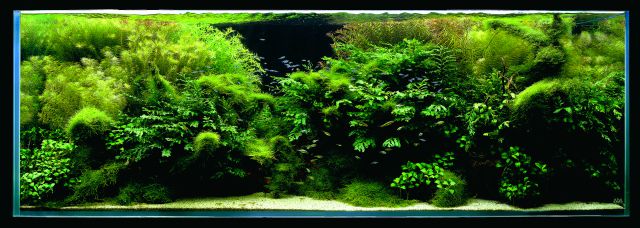 ADA - Nature Aquarium Suikei Gallery 2 tank 2