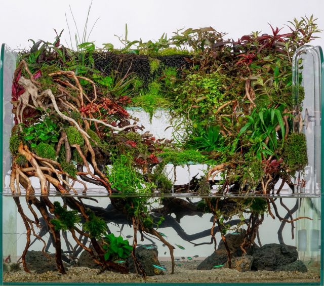 Paludarium von Sascha Hoyer