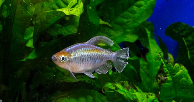 Tetras in a planted tank -, Aquasabi