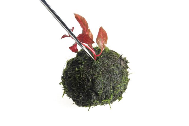 planting a Wabi-Kusa
