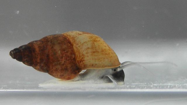 Potamopyrgus antipodarum