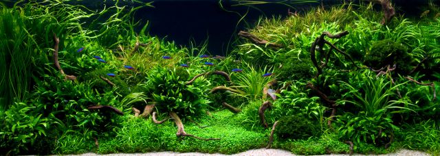 Aquascape with tetras