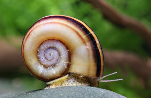 apple snail