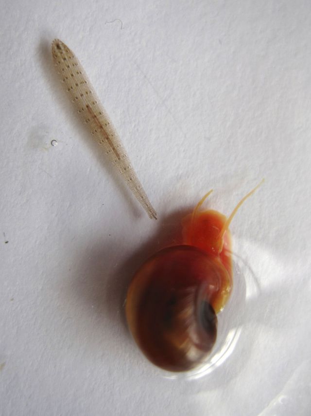 Snail-leech