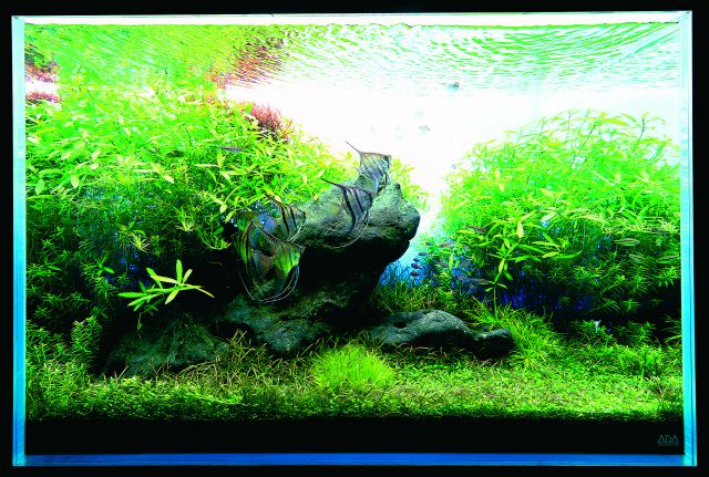 ADA - Nature Aquarium Suikei Gallery 3 tank 1