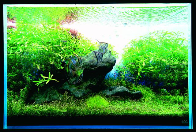 ADA -自然水族馆Suikei Gallery 3 tank 1