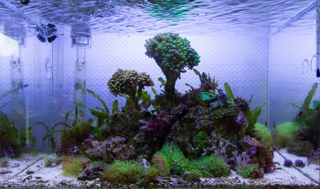 Reef Aquascape