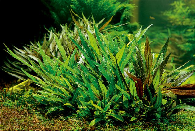 Cryptocoryne in ADA Power Sand