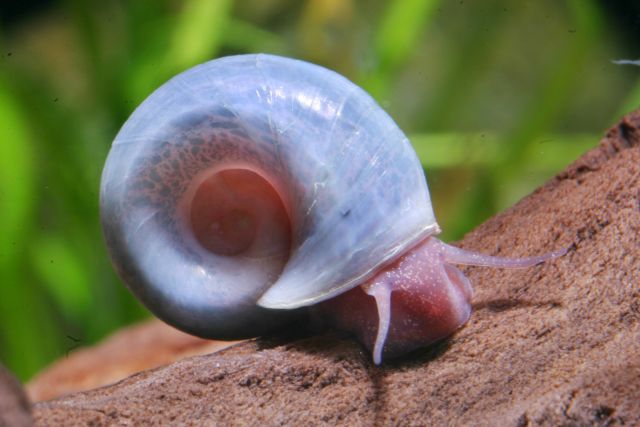 Posthornschnecke