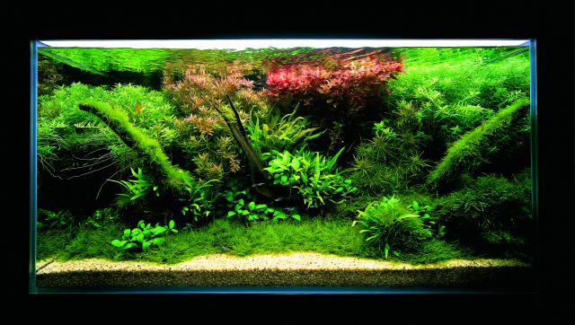 ADA - Nature Aquarium Suikei Gallery 1 tank 2