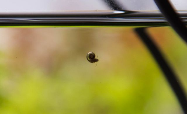 ramshorn snails