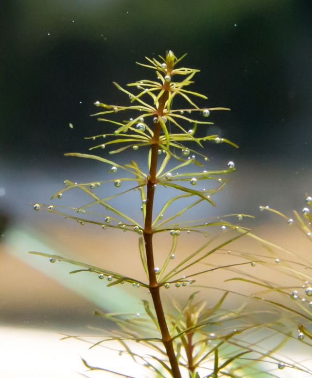 Aquarium Plant Deficiency Chart