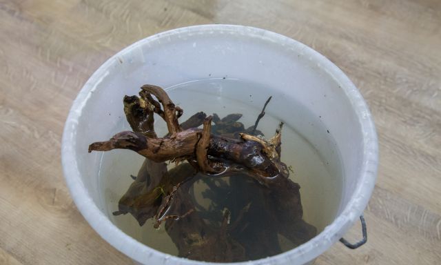 Moorwurzeln vorwässern