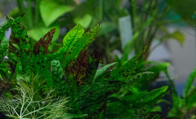 Aquarium Plant Deficiency Chart