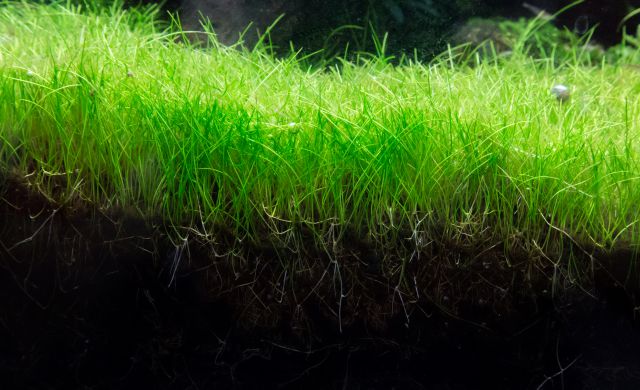 Eleocharis ground cover