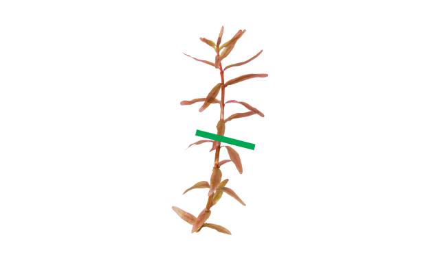 Rotala rotundifolia getrimmt