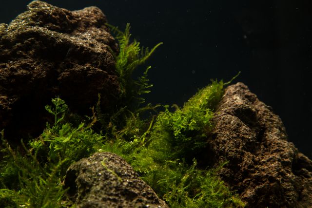 Mosses in aquascaping