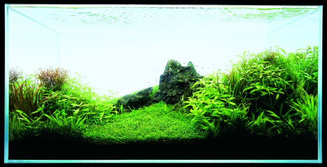 ADA -自然水族馆Suikei Gallery 3 tank 4