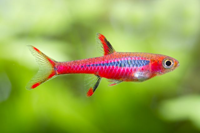 Afleiden verf lunch Nano fish - Aquascaping Wiki | Aquasabi