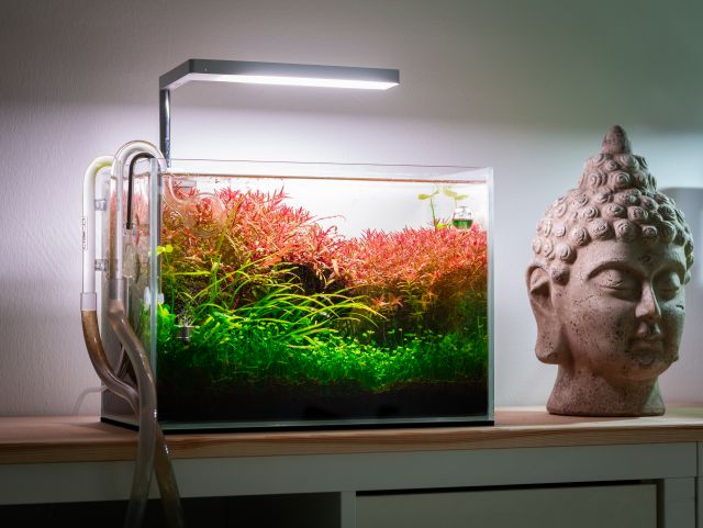 Aquarium vom AquaOwner