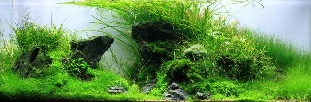 u-shaped aquascape