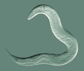 Nematode