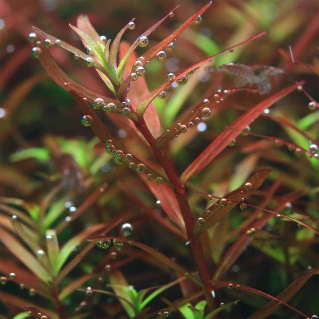 Rotala SP。Colorata.