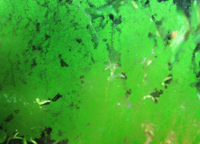 Green dust algae