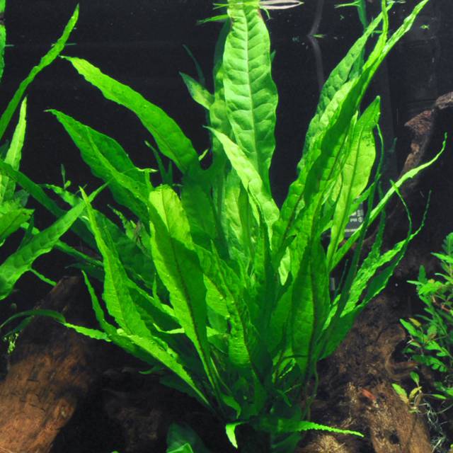 Java fern