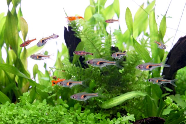 aquarium fish