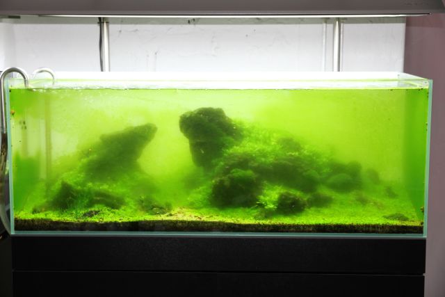 Green dust algae (GDA)
