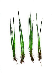 Eleocharis Acicularis Teile