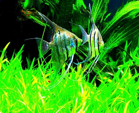 Pterophyllum scalare