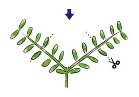 ADA Trimming scissors