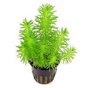 Potted plant Pogostemon erectus