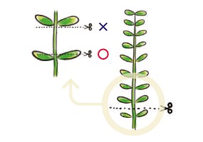 ADA Trimming scissors