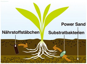 ADA Düngestäbchen setzen