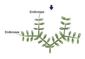 ADA Trimming scissors